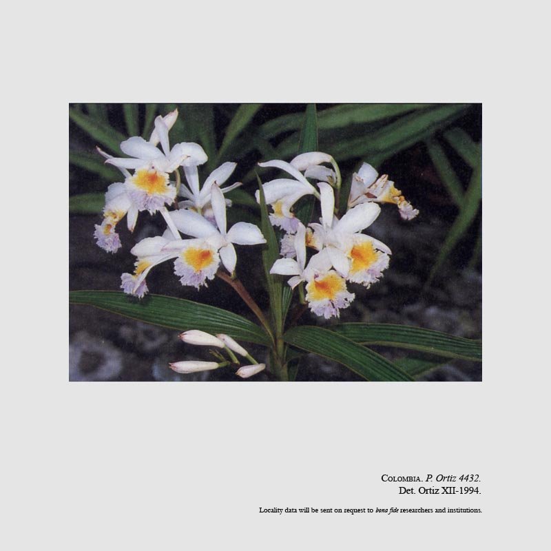 Sobralia uribei 